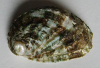 Haliotis tuberculata 3)  Linneaus, 1758
